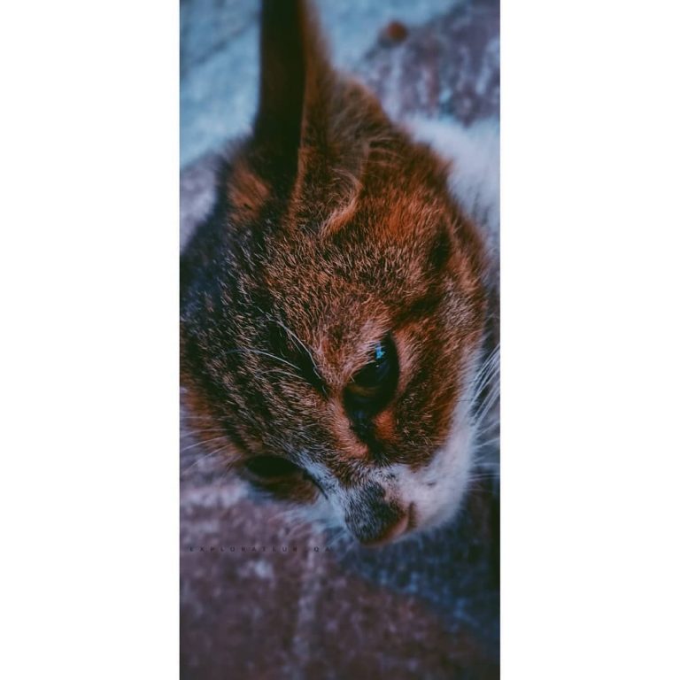 “As anyone who has ever been around a cat for any length of time well knows, cats have enormous patience with the limitations of the humankind.” –  Amory
#catsofinstagram #cat_features #catloversclub 
#catslife #catinqatar