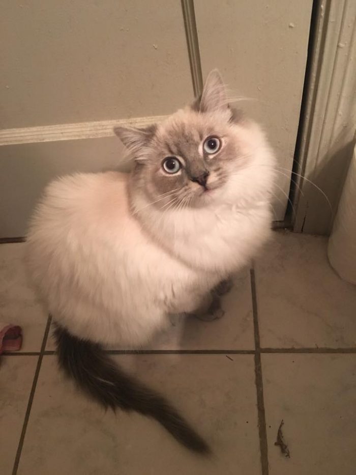 Does anyone have any guesses as to what breed of cat Booger is?:) We found him a