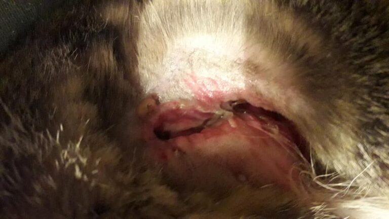 6 weeks ago Binx ripped his stomach open going through a barbed wire fence. Toda