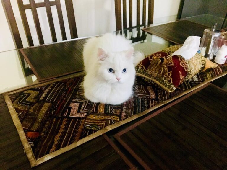 She always love to sleep on dinning table  What to do