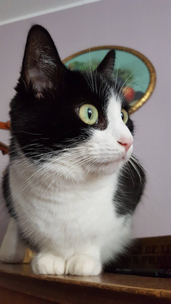 This is my cat her name is tessie and she loves hardrock