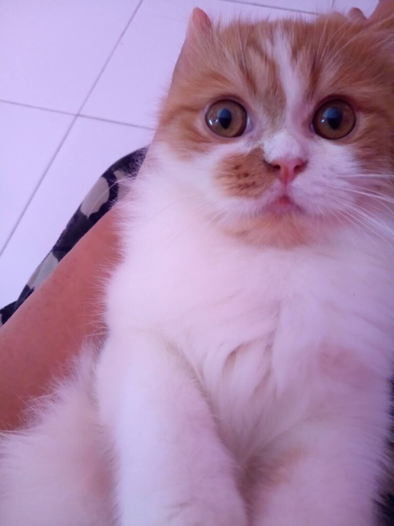 *hiii.. My name is Ruru...  You want play with me...