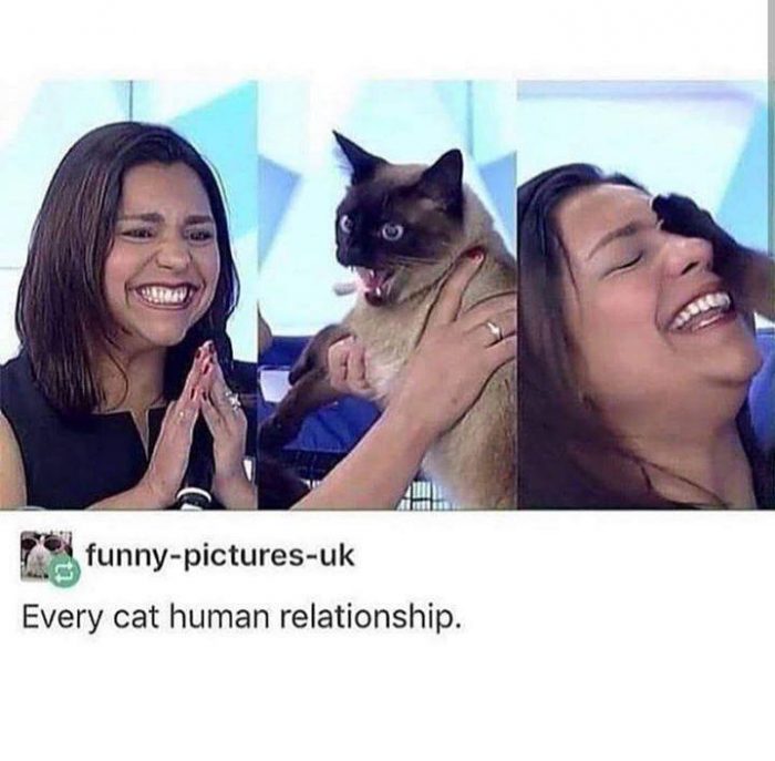 We love our kitties, even if they're a bit cray