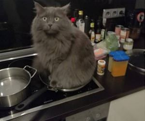 FunnyCatSite
