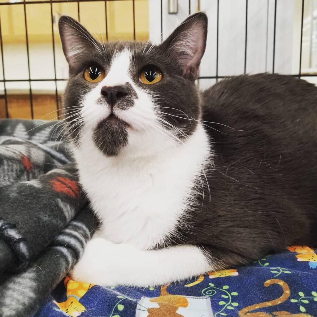 Adoption events are scary :( • • • • • • • • • • •