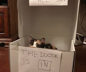 FunnyCatSite