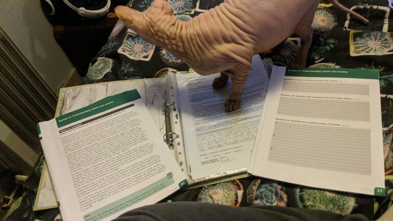 Amuns decides to give me a break and take over my college work