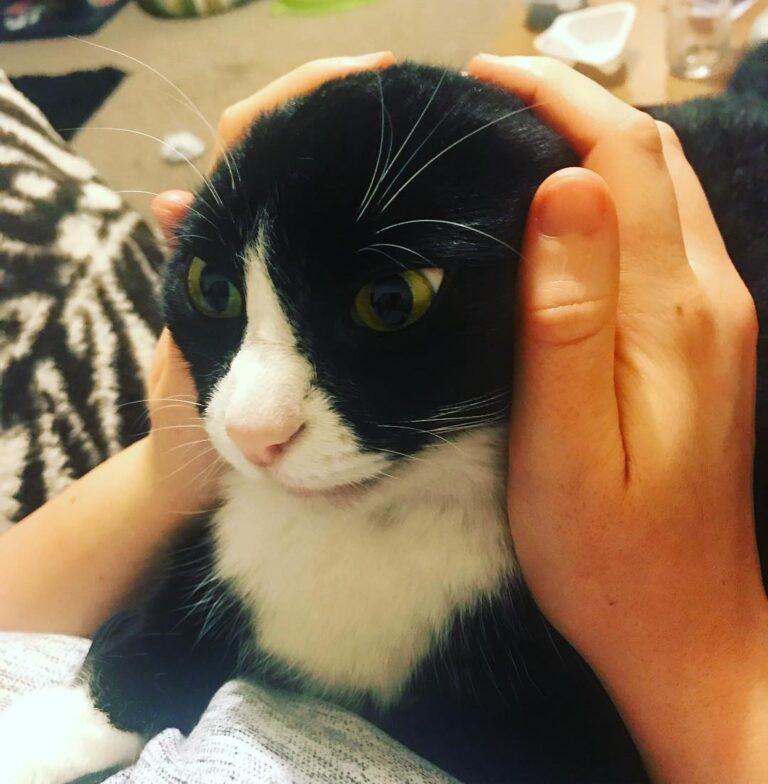 And another cat spam of evvy lol we are tormenting her.