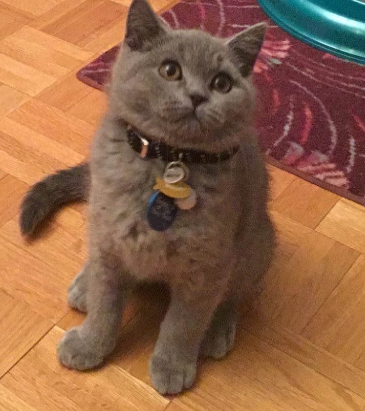 And suddenly it was CATURDAY!!!!