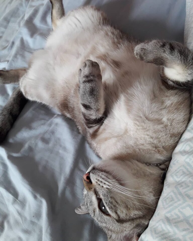 Aquele descanso de barriga pra cima pra refrescar do calor