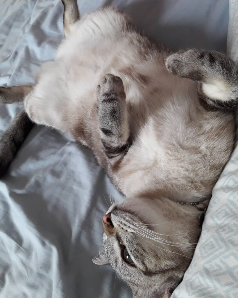 Aquele descanso de barriga pra cima pra refrescar do calor