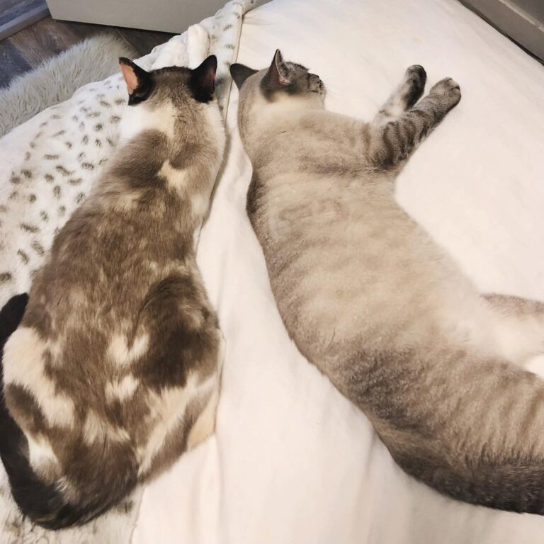 Best buds take naps together! . . . . . .