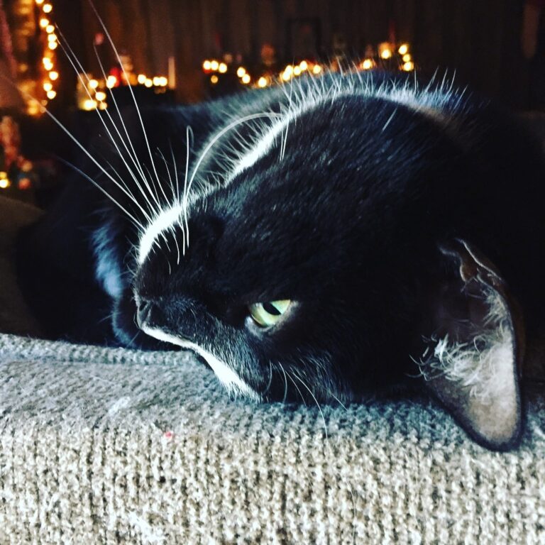 But mommy I’m so cute! Yeah my silly Miss Callie Daenerys loves to be