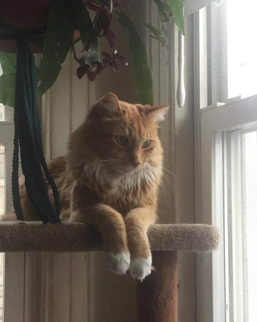 Cake the regal