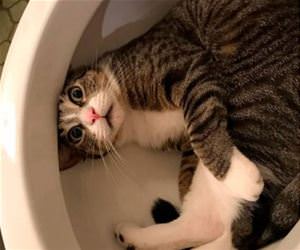 FunnyCatSite
