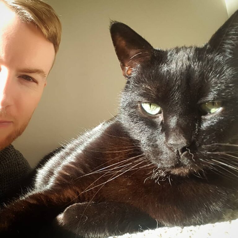 Cat in sun