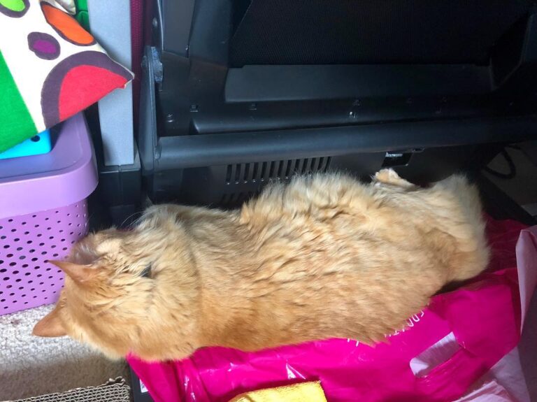 Cats are good at a lot of things but they are terrible at telling us