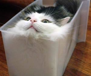 FunnyCatSite
