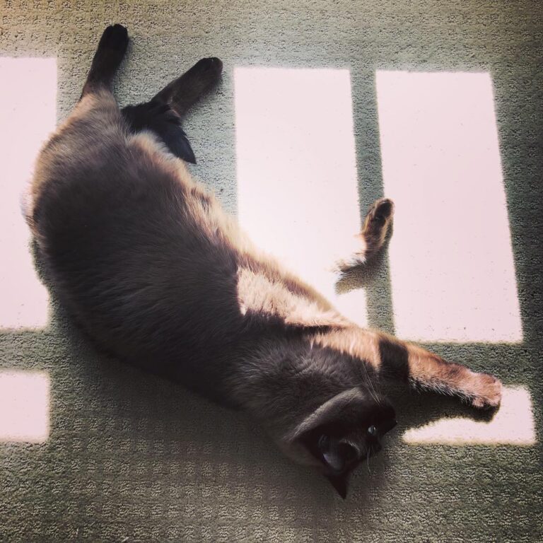 Caturday at it’s finest. Yes, I’m a pro. . . . . . . . .