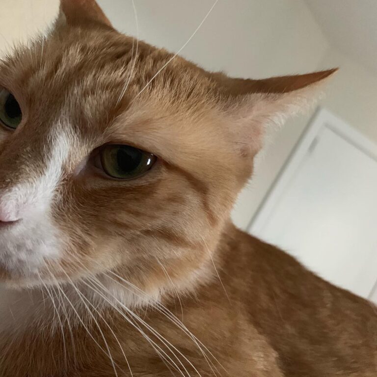 Coco is saying put the phone down and take a nap.