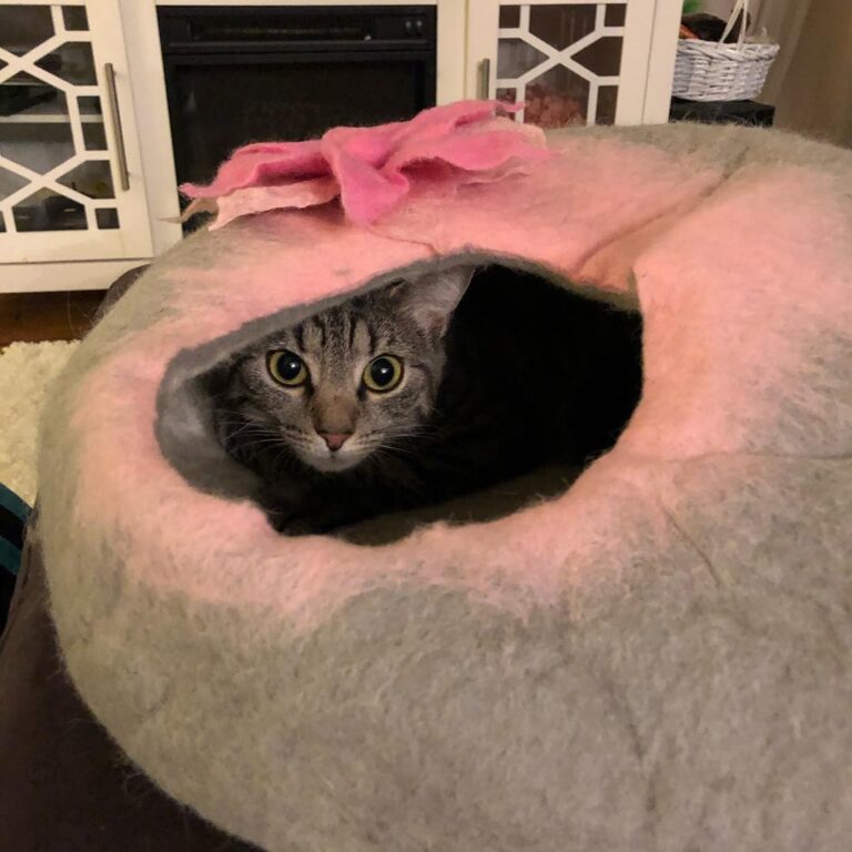 Cuteness makes up for a present from Santa Paws that arrived very