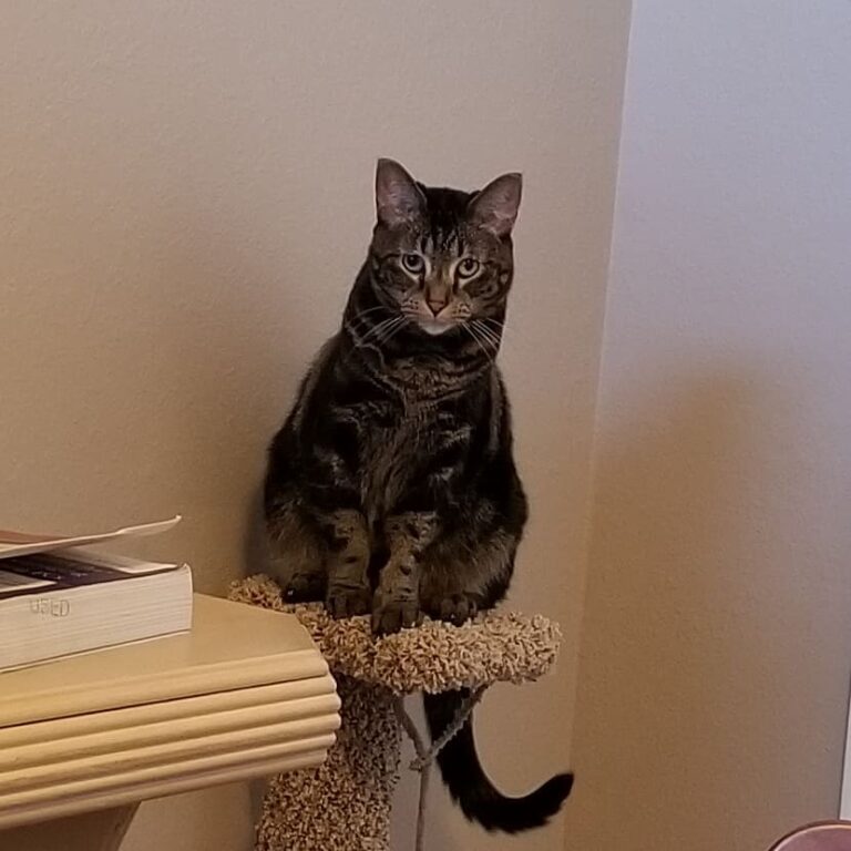 Daddy recovered my scratchy post and I’m a happy cat