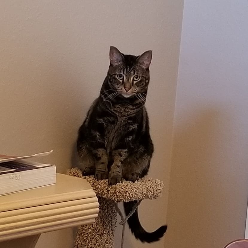 Daddy recovered my scratchy post and I’m a happy cat