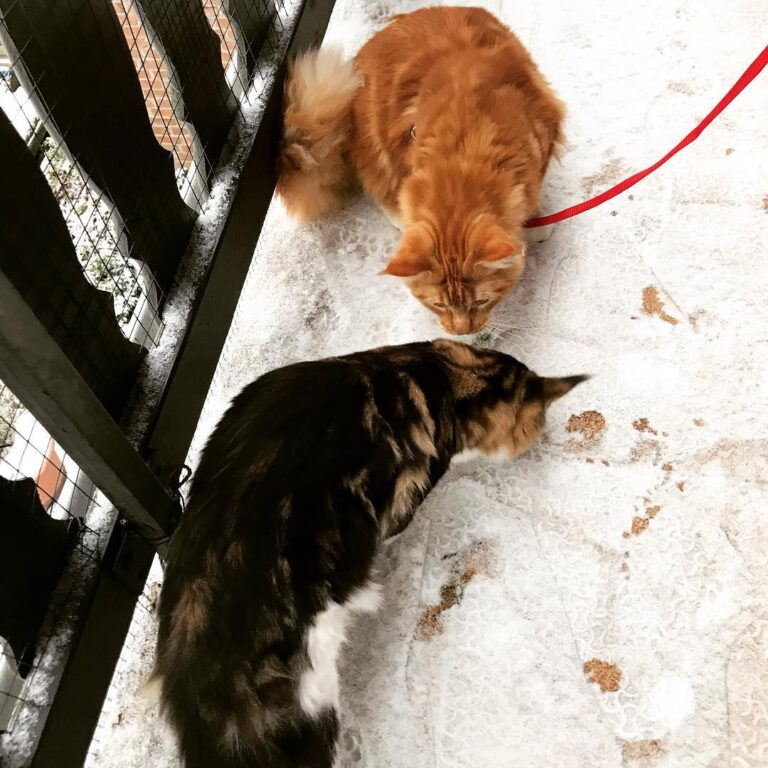 Das erste bisschen Schnee im Dezember haben unsere Kitten natürlich