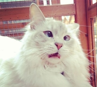 Day 26 ° ° ° Un gato a day keeps the putas away! ° Follow for more! °