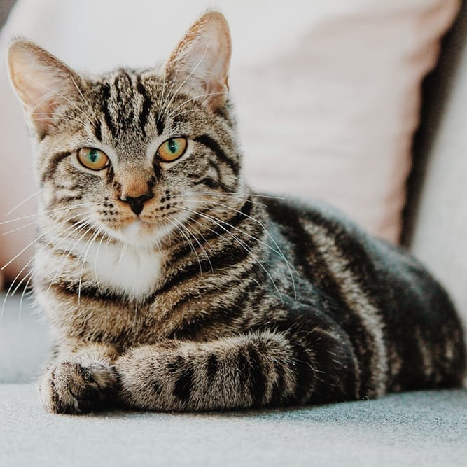 Do You Know What Your Cat Is Thinking About You? Did you know that
