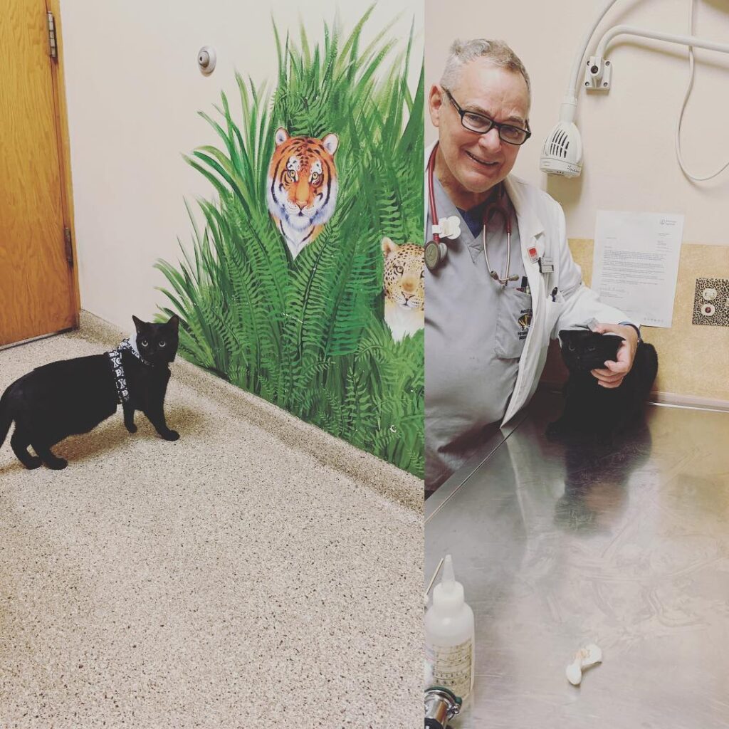 Every time I get his carrier out, Eddie gets right in. This guy is