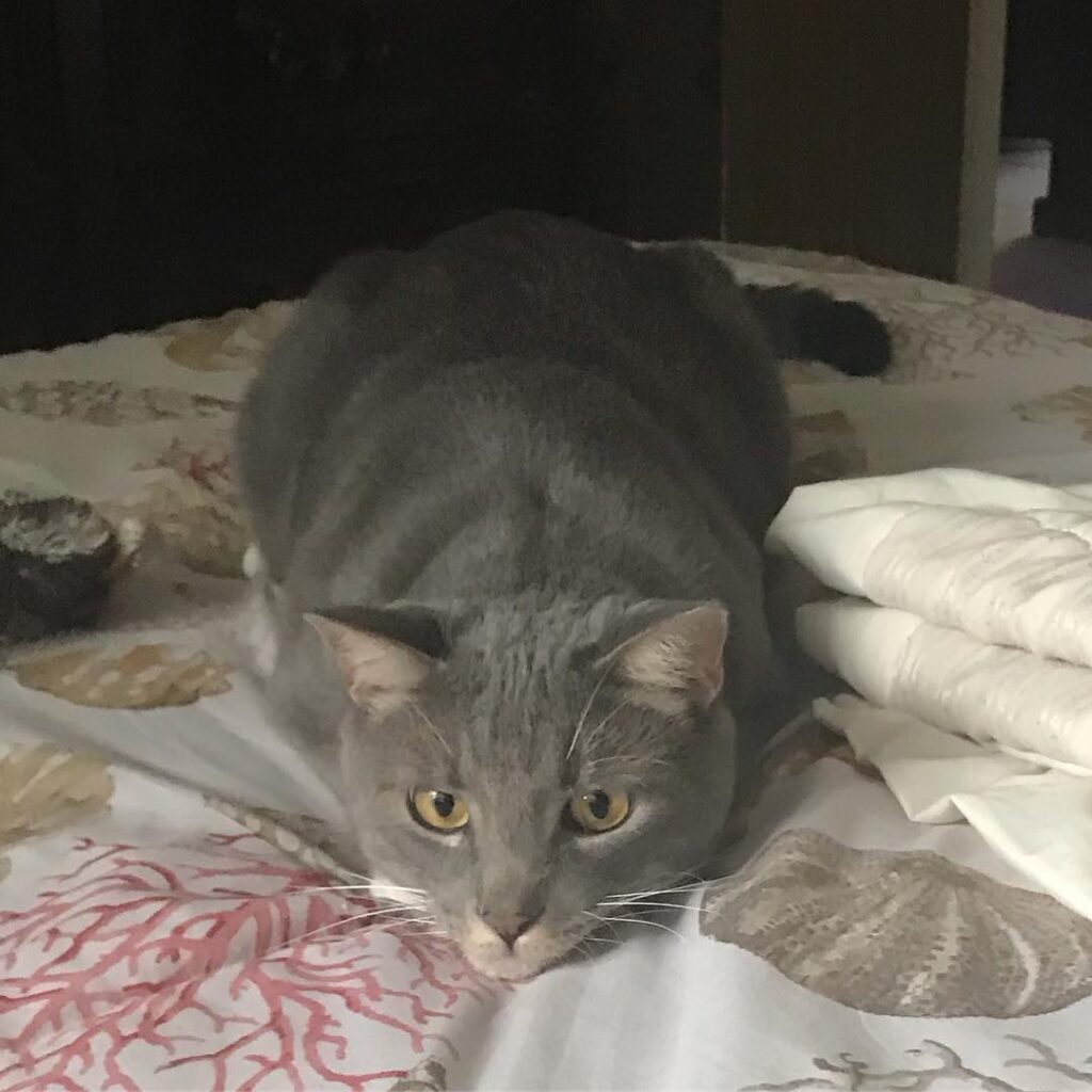 Getting ready to pounce