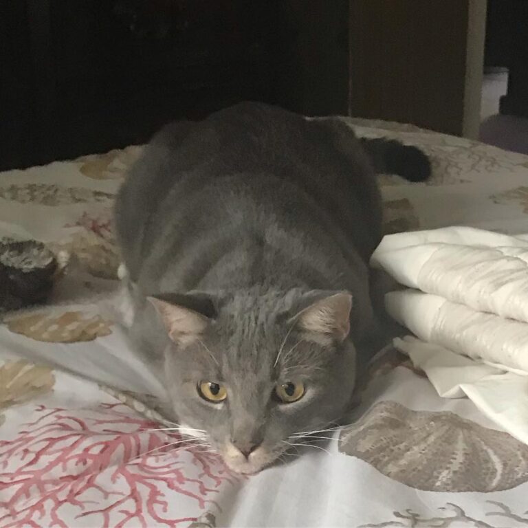 Getting ready to pounce