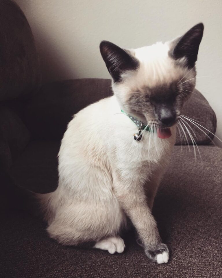 Good meowning!