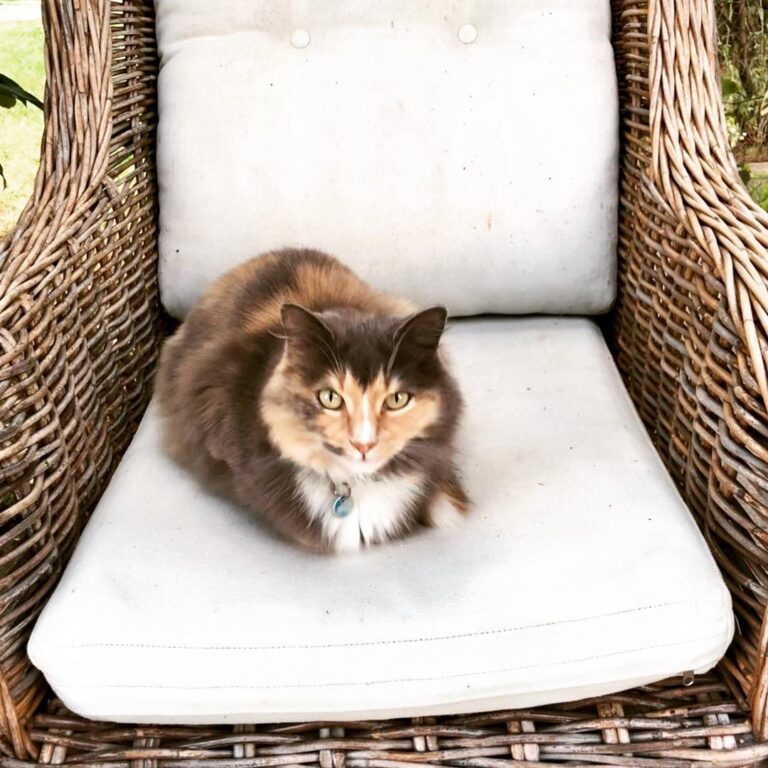 Hamlet Downs resident cat – “Cheeky Monkey” loves visiting the guests
