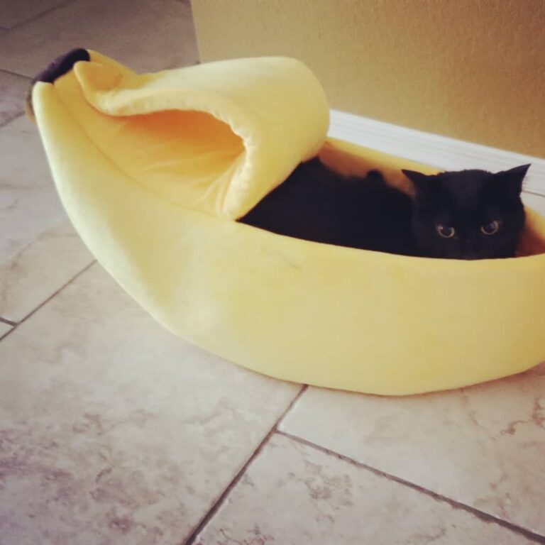 Happy Caterday from Puma who loves her new banana bed!