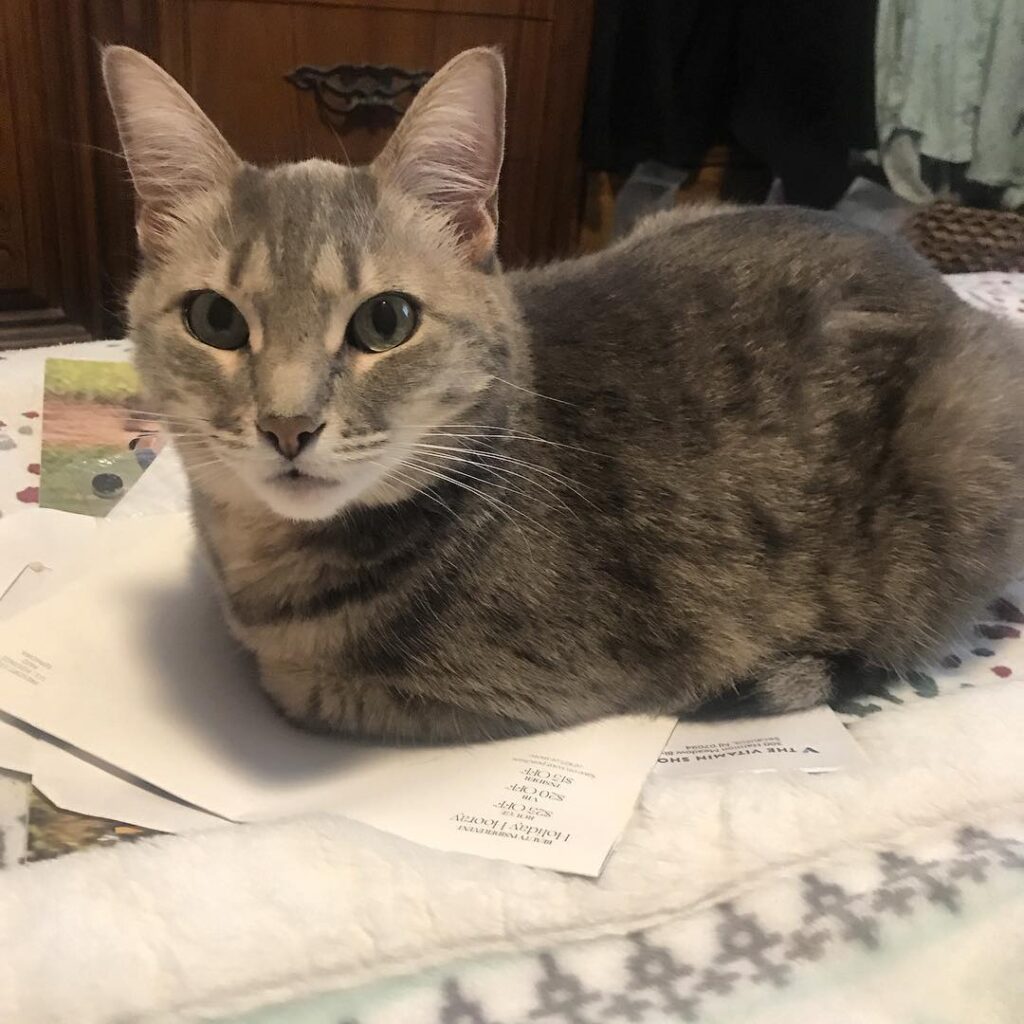Happy Caturday! Now off to work.