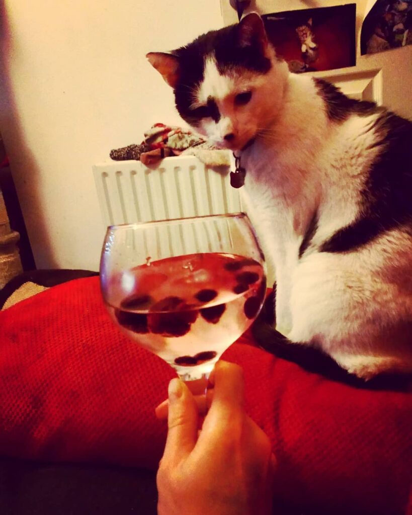 Happy Ginuary from judgey cat