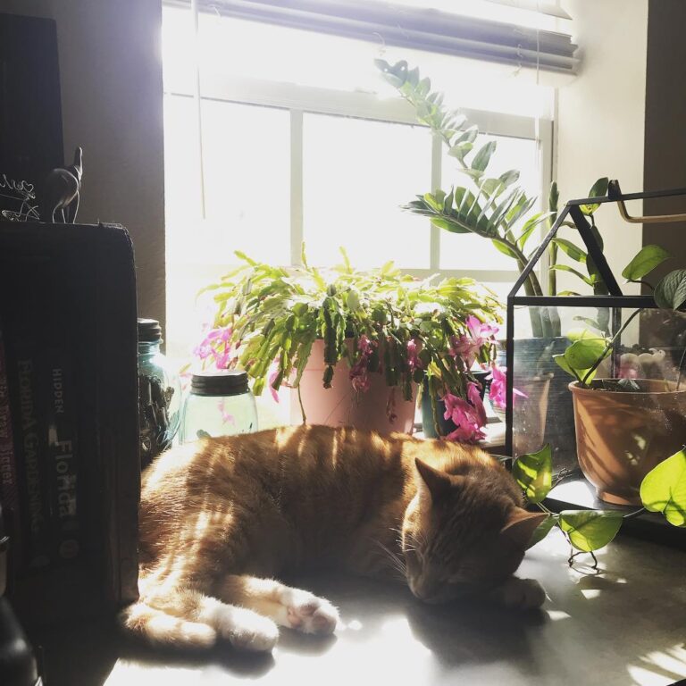 How much is that kitty in the window? . . . .