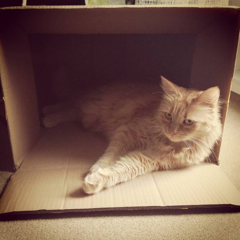 How to catch a cat 1. Bring a paper box 2. Wait