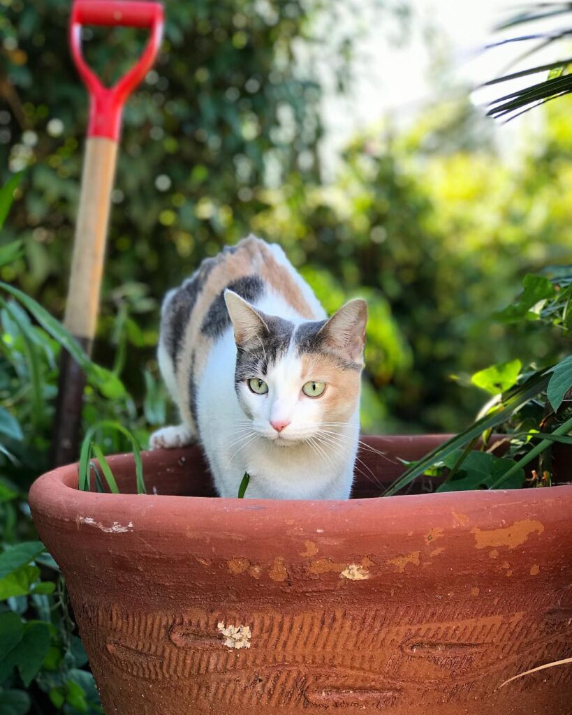 How to grow a cat.