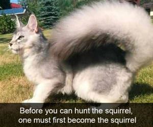 FunnyCatSite