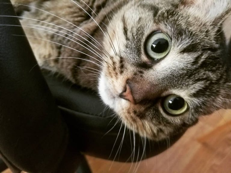 "I assure you, this is MY spot!" - L

#catsofinstagram #kittycat #iflcats #sillygirl #prettygirl #chairthief #cutecat #meow #missmeow #lilypad #regal #ruler #queen #owner #alwaysnapping #adorable #boop #caturday #catchild #bosscat #prettykitty #herspot #o