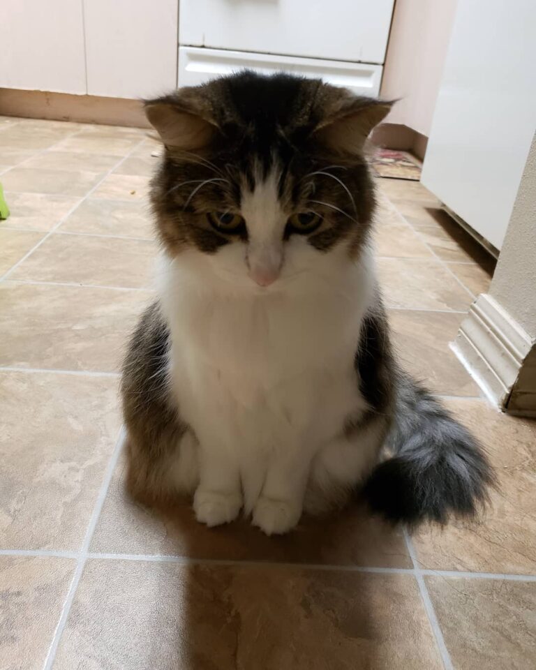 I hate when my hooman leaves home! • • •