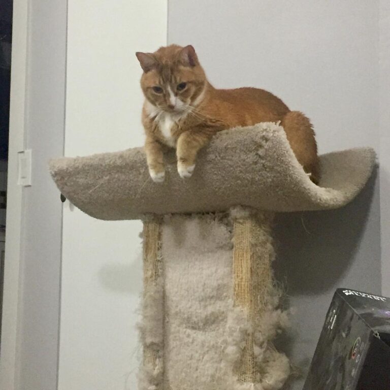 I love watching cat-dad tinker with stuff