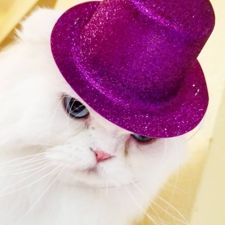 I may or may not have hit the nip a little hard on New Year’s Eve,