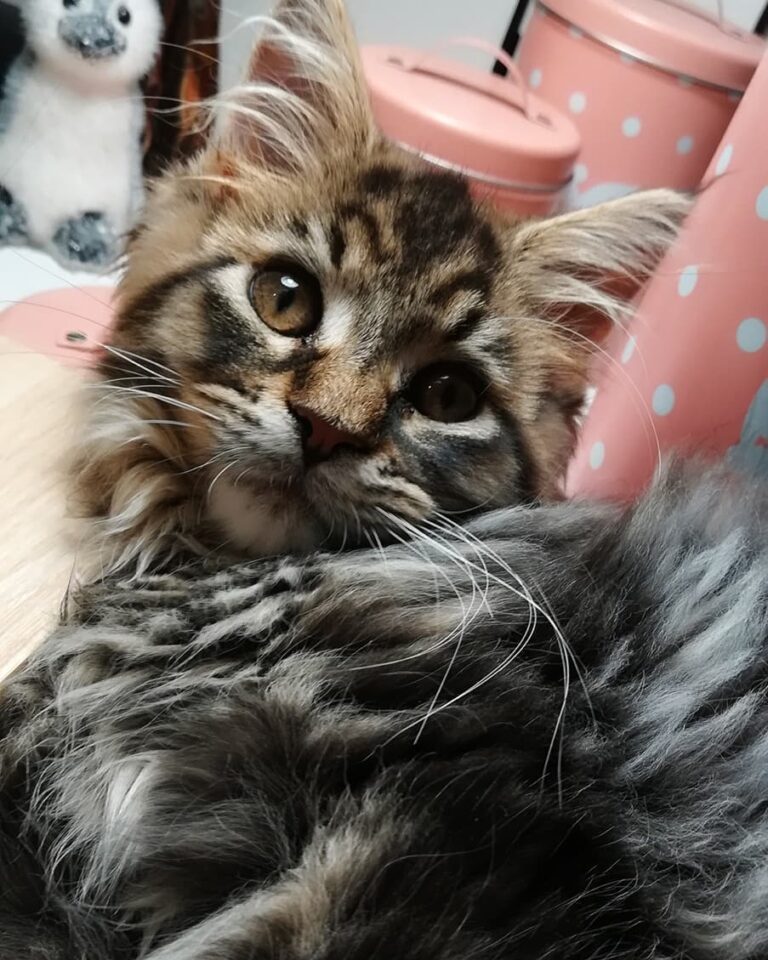 I should be a cat model . . .