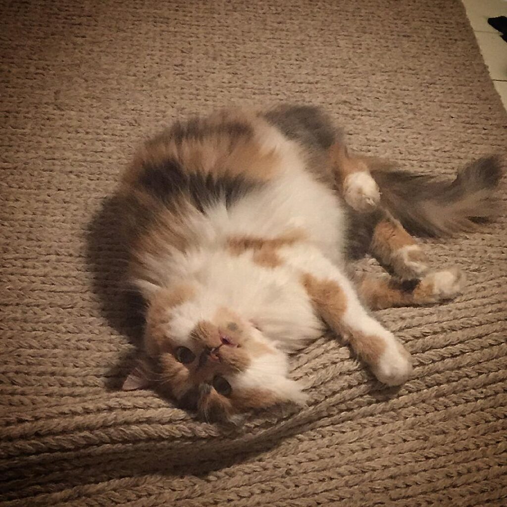 I think the cat’s drunk again