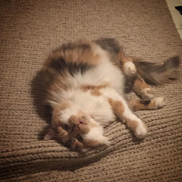 I think the cat’s drunk again