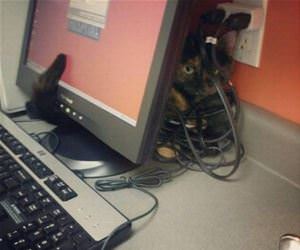 FunnyCatSite